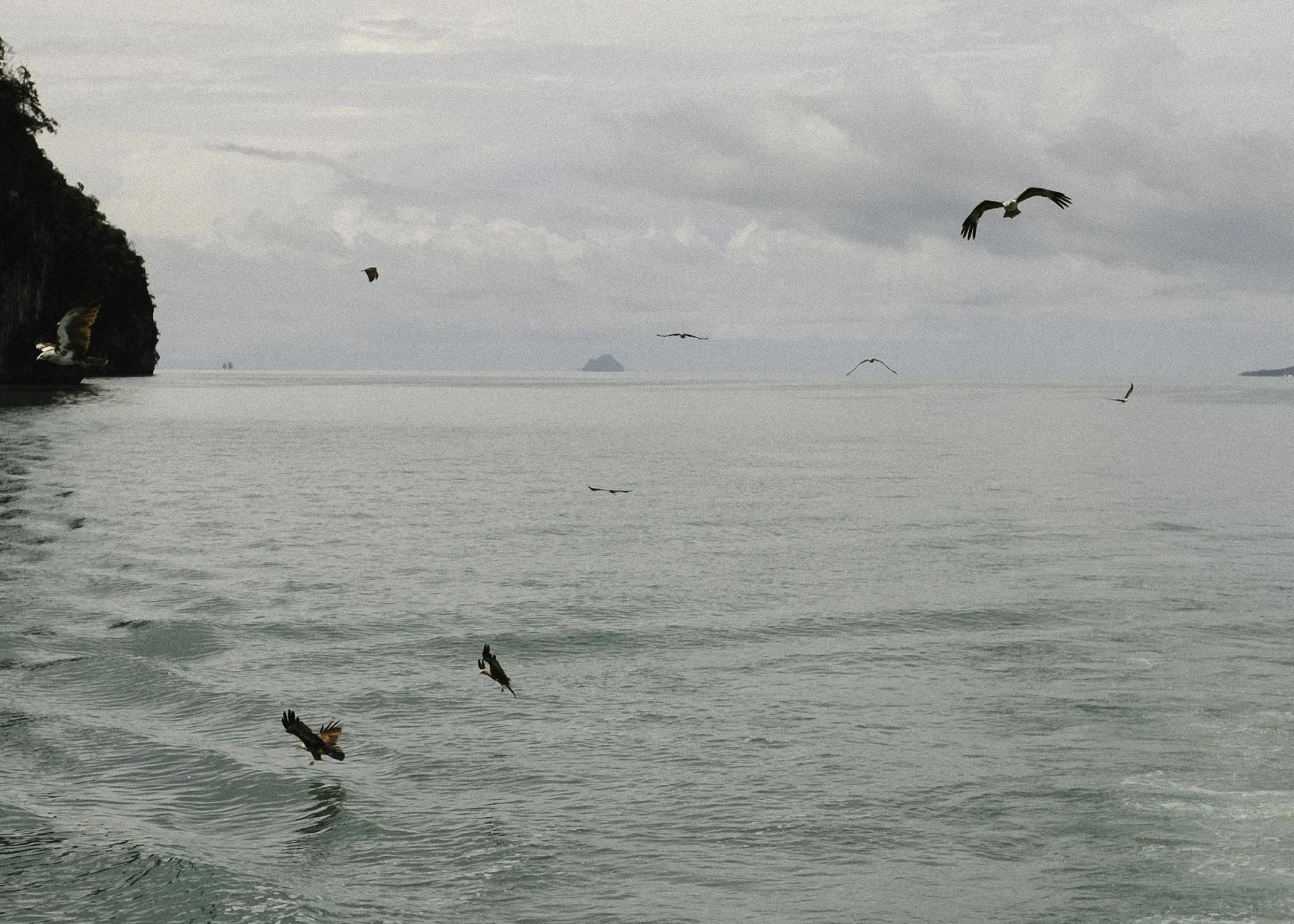 One of the most remarkable things I have ever seen, a call out to the eagles and they come on down... fly like an eagle .. .as Seal sings ...