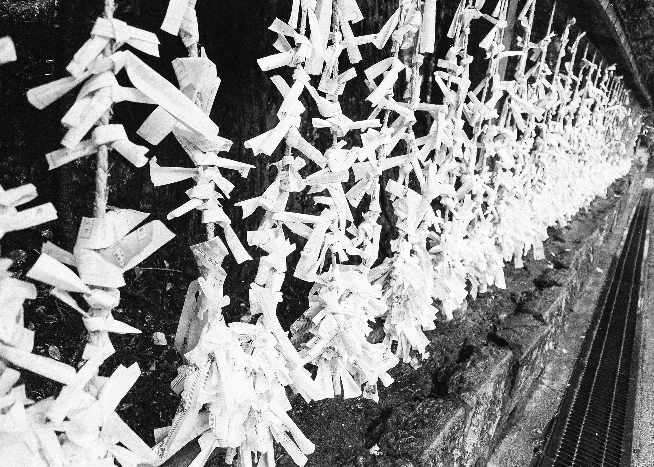 O-mikuji people ties these paper ribbons for good luck,