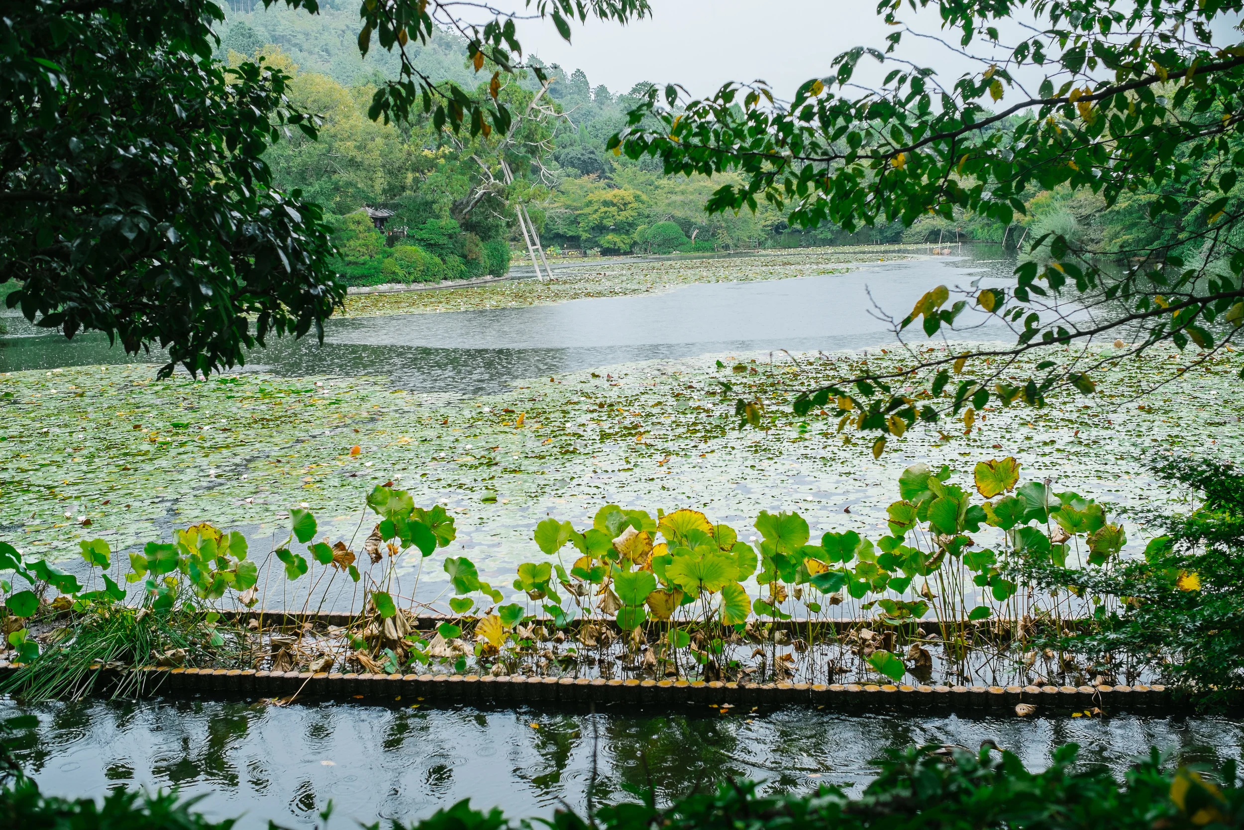 This temple is full of peaceful views, the lotus pond view