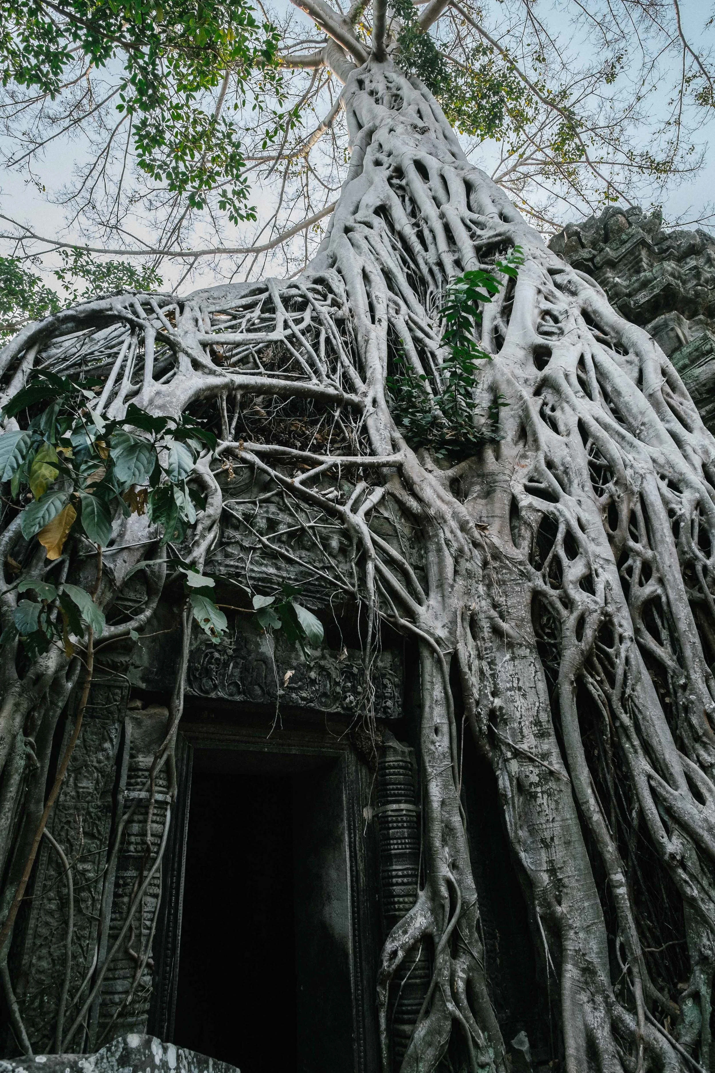 The famous tree that wraps around the entry of one of the door ways at Ta Prohm. Everyone gets a selfie here.&nbsp;Fuji X-Pro 1, 14mm f/2.8