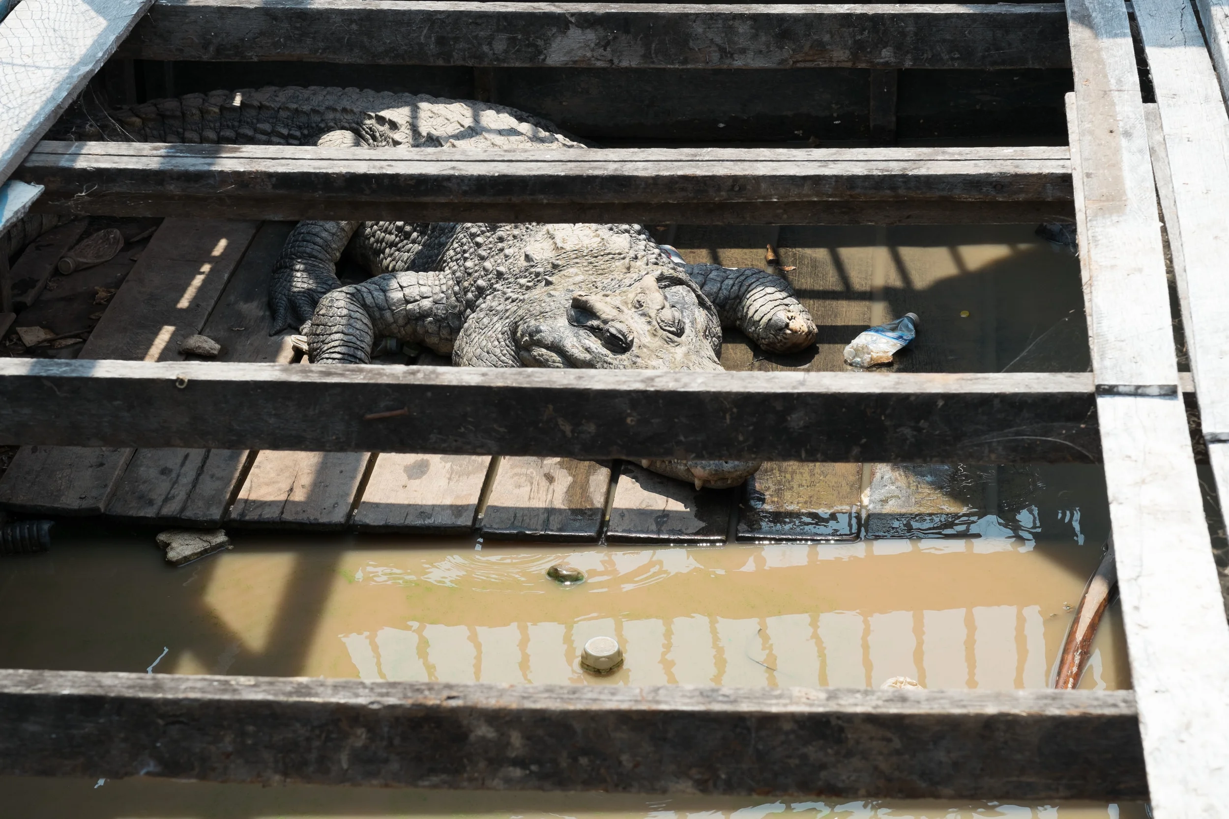 The rumor has it that all the crocodiles were taken and skinned to sell.&nbsp; There are a few crocs on this float. It is a little sad to see, the crocs barely move and obviously some tourists get annoyed and throw beer cans at them. I'm just glad there are no crocs in the lake anymore as kids play and bath in the lake. Fuji X-Pro 1, 85mm f/1.2 R