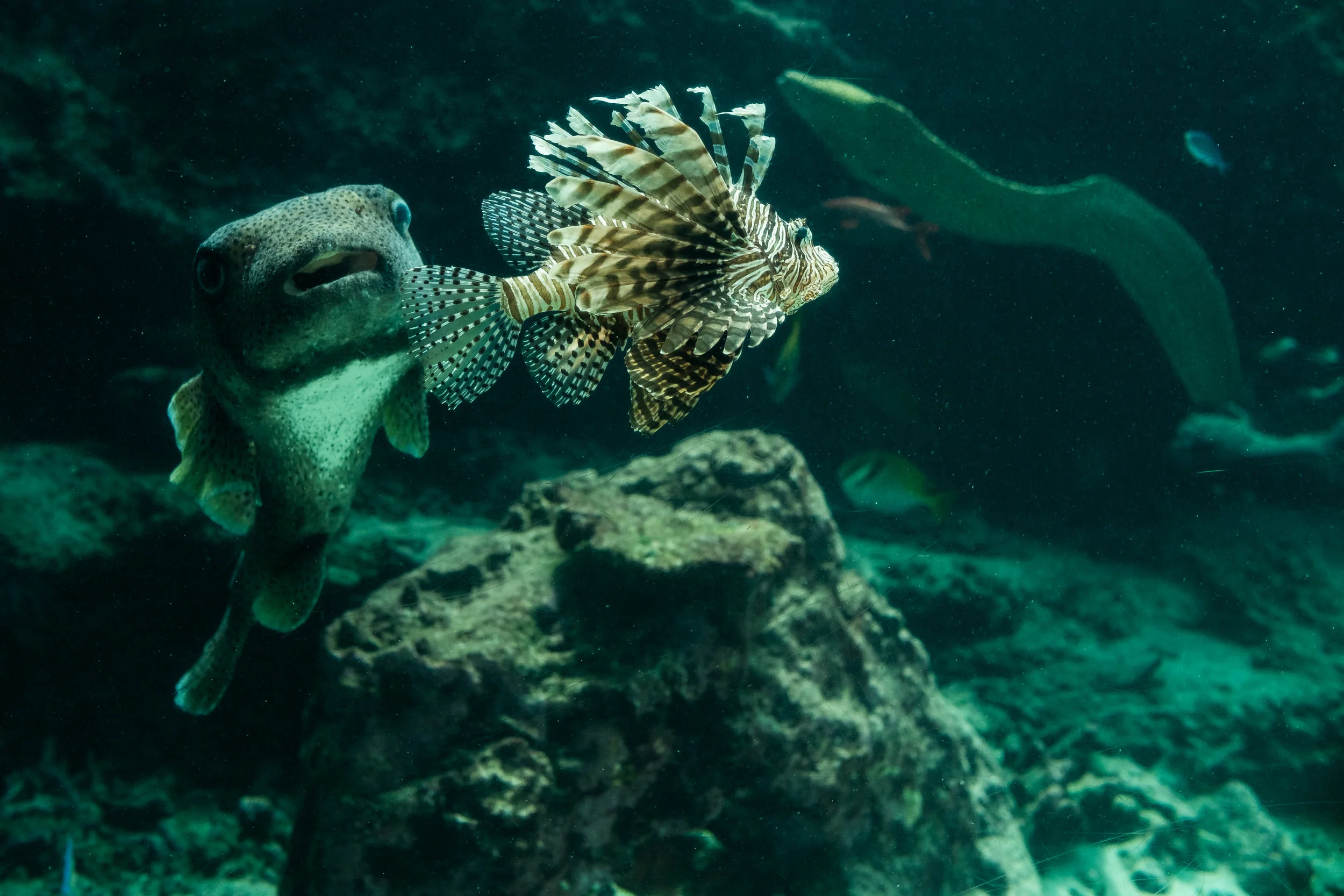 Impressive little lion fish and some photo bombing fish