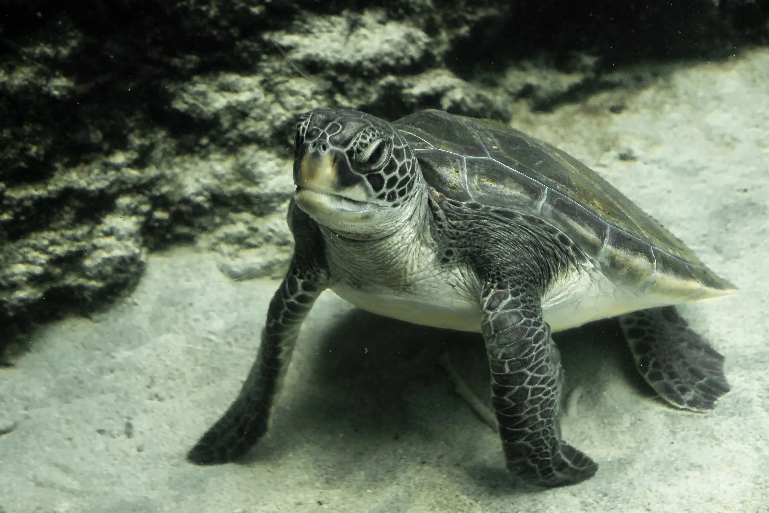 Inquisitive turtle on the seabed of the tank. One of the sharpest shots I have through a piece of glass