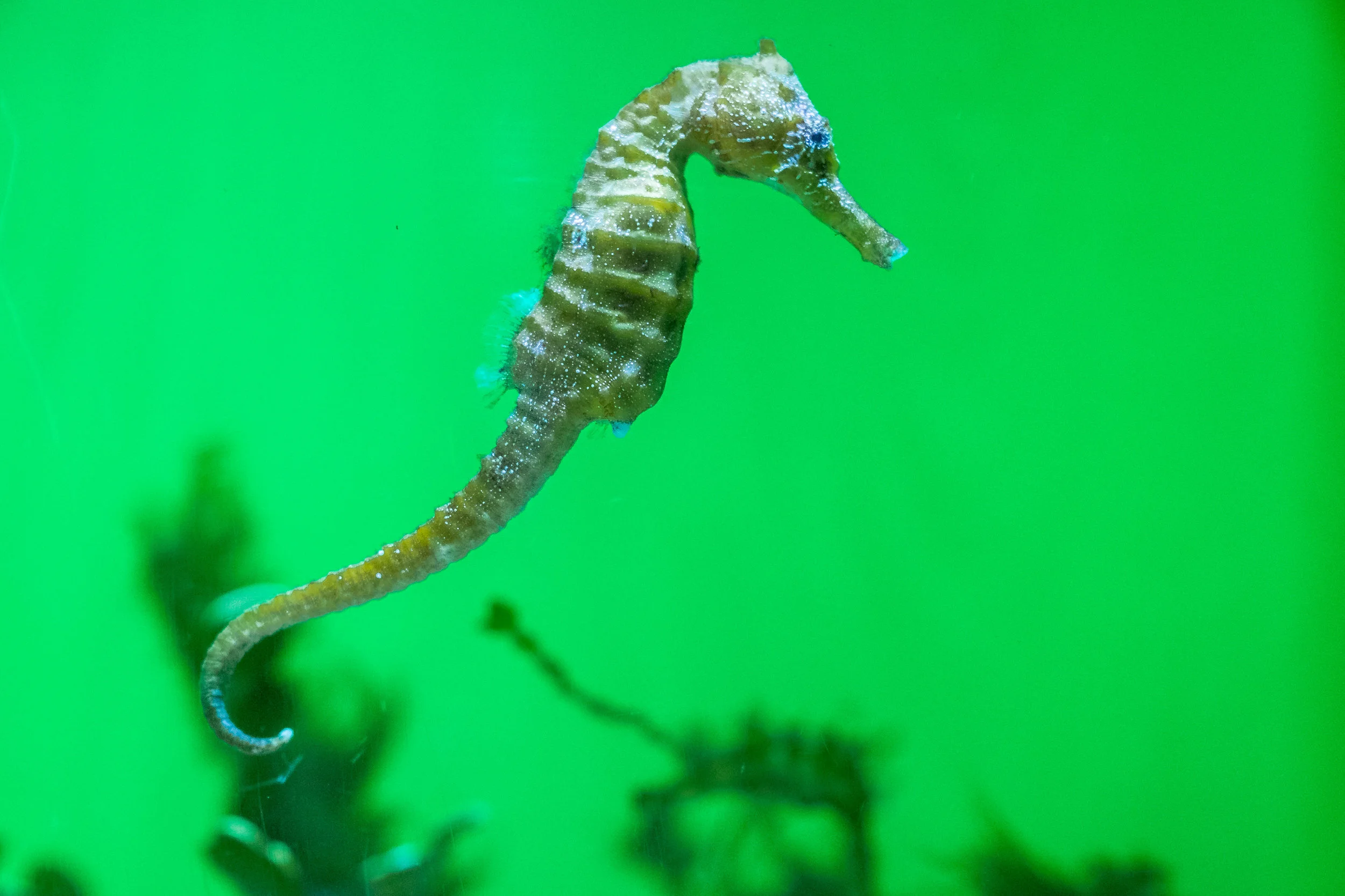 Seahorses are little interesting creatures