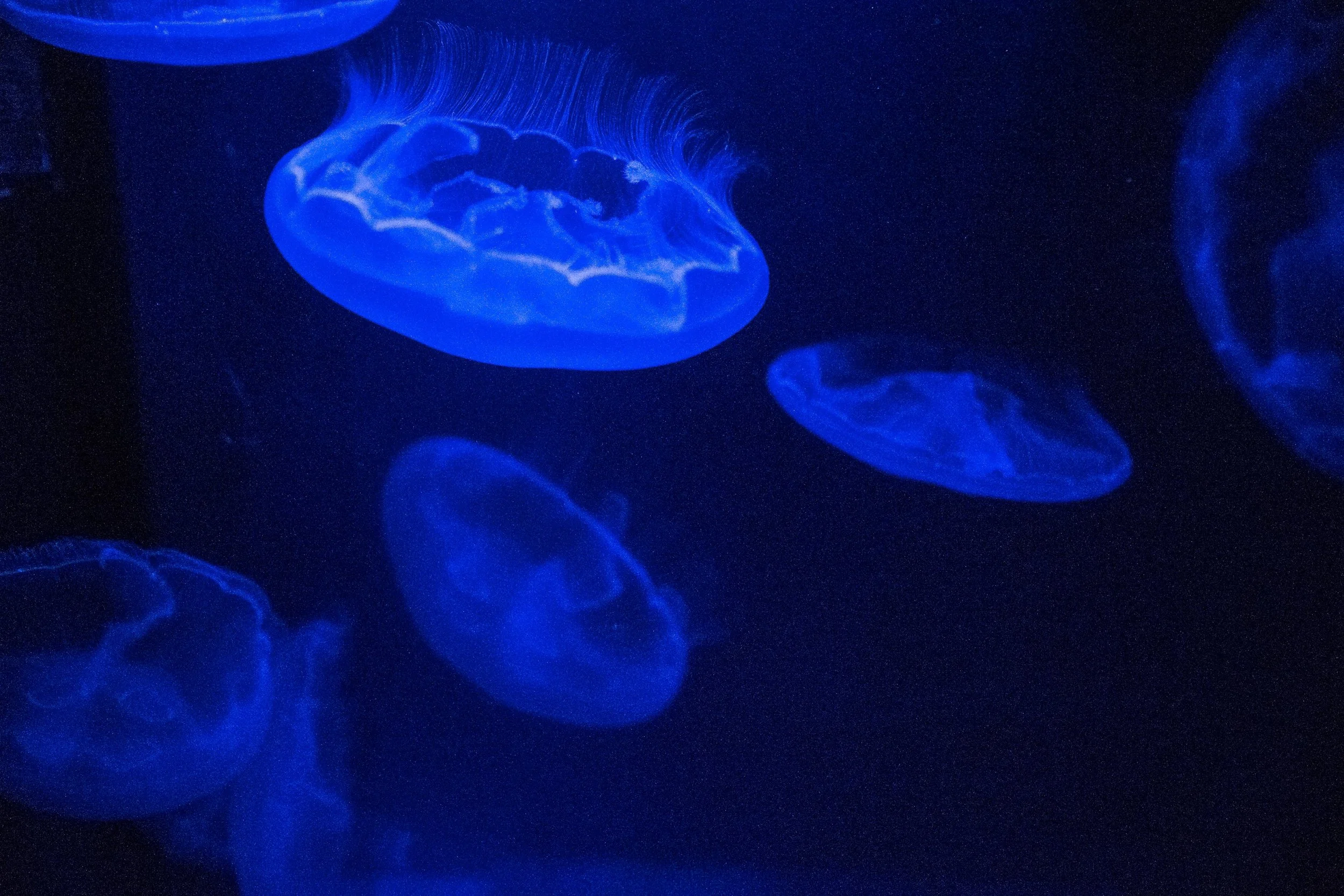 They look artistic in a tank but are menacing in the ocean... jelly fish