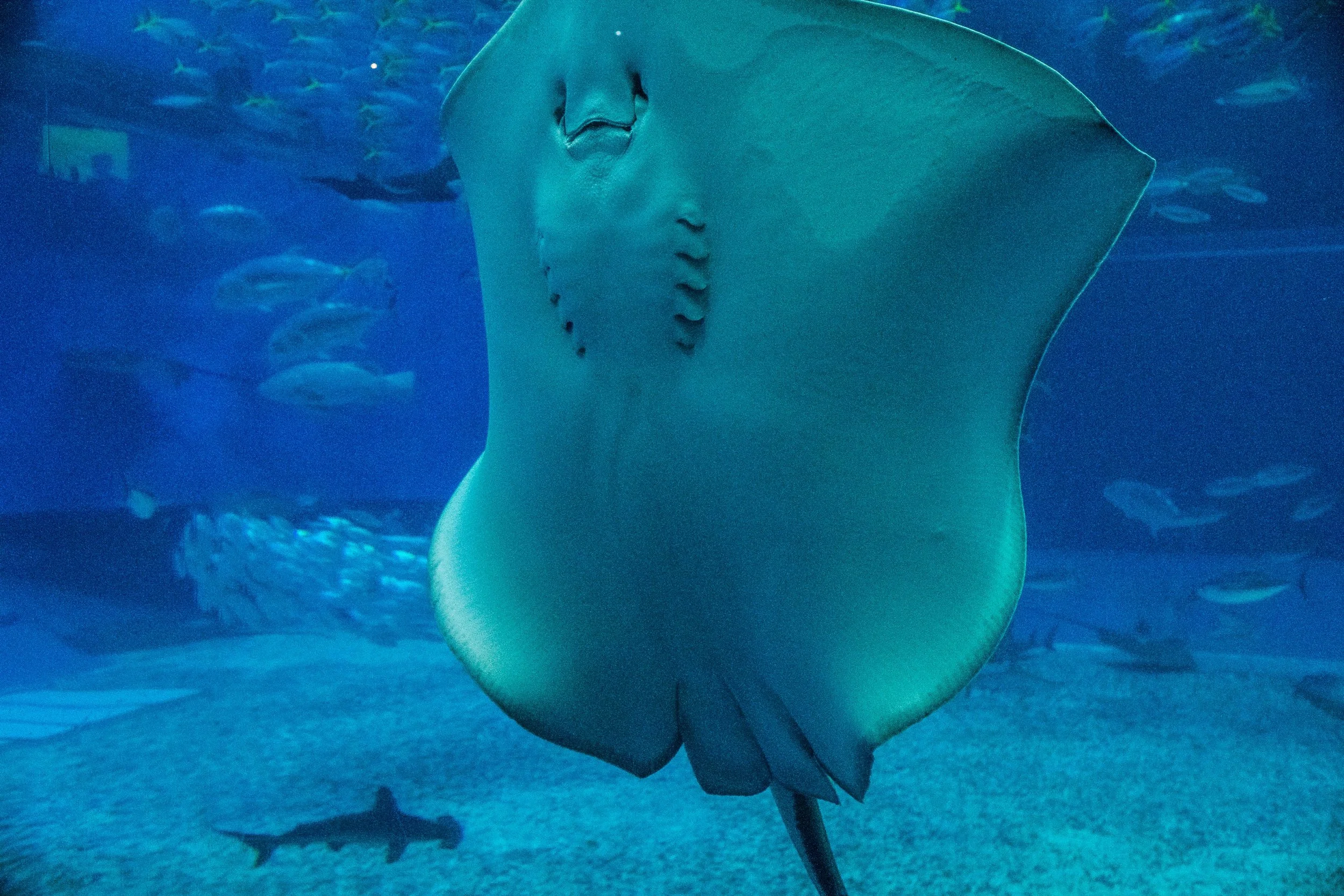 The main event tank, Stingy greets us