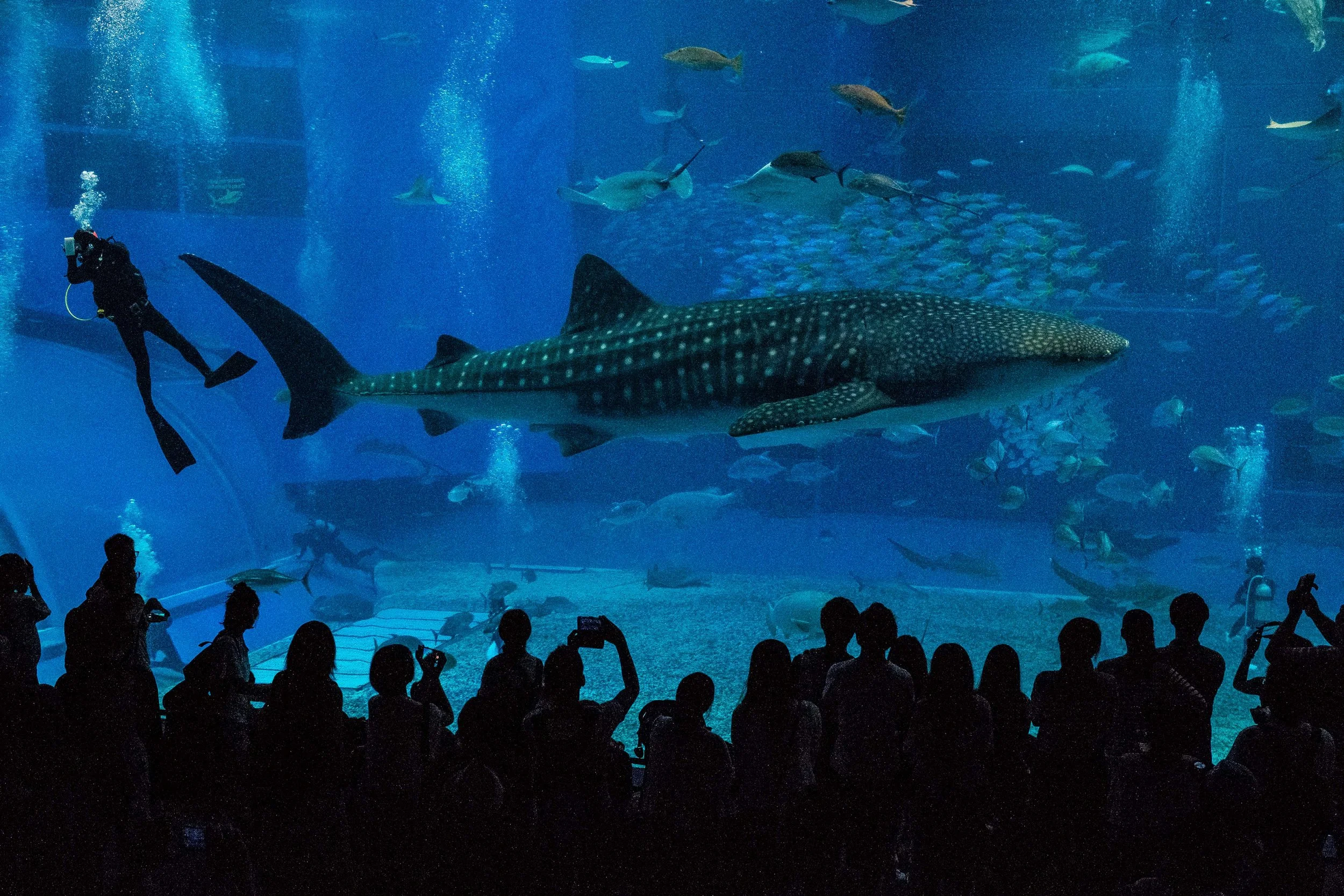 Look at the size of that thing!!! whale shark to human
