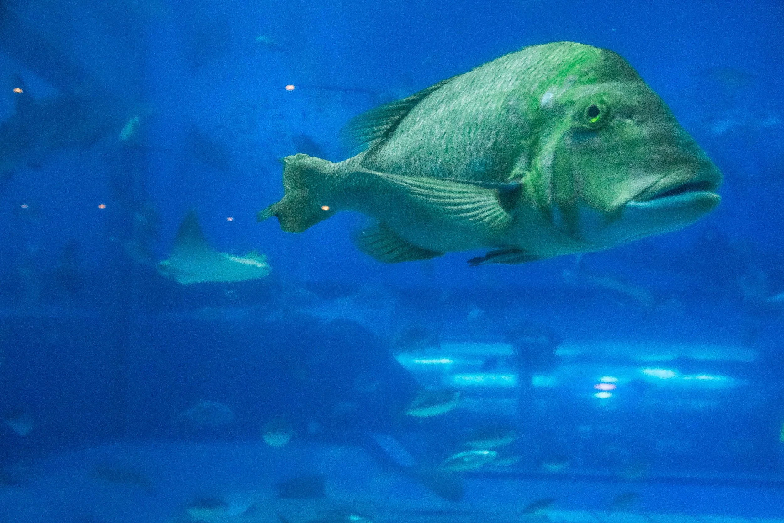 This friendly sea creature wanted to have a bit of my lunch and drink