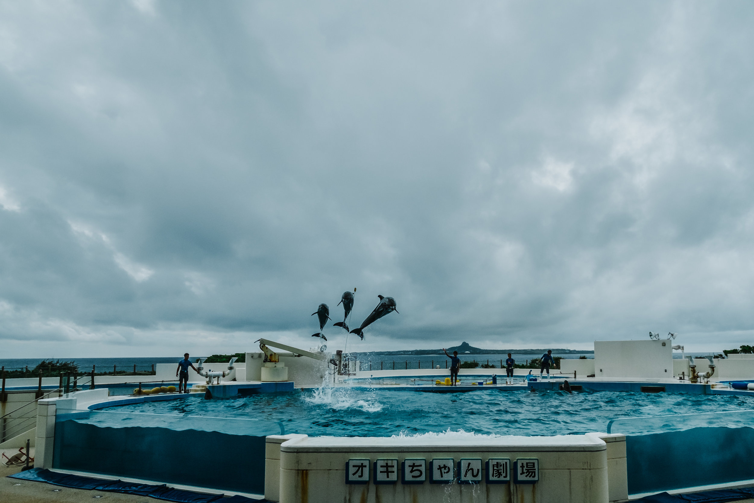 The dolphin's show off during their encore performance