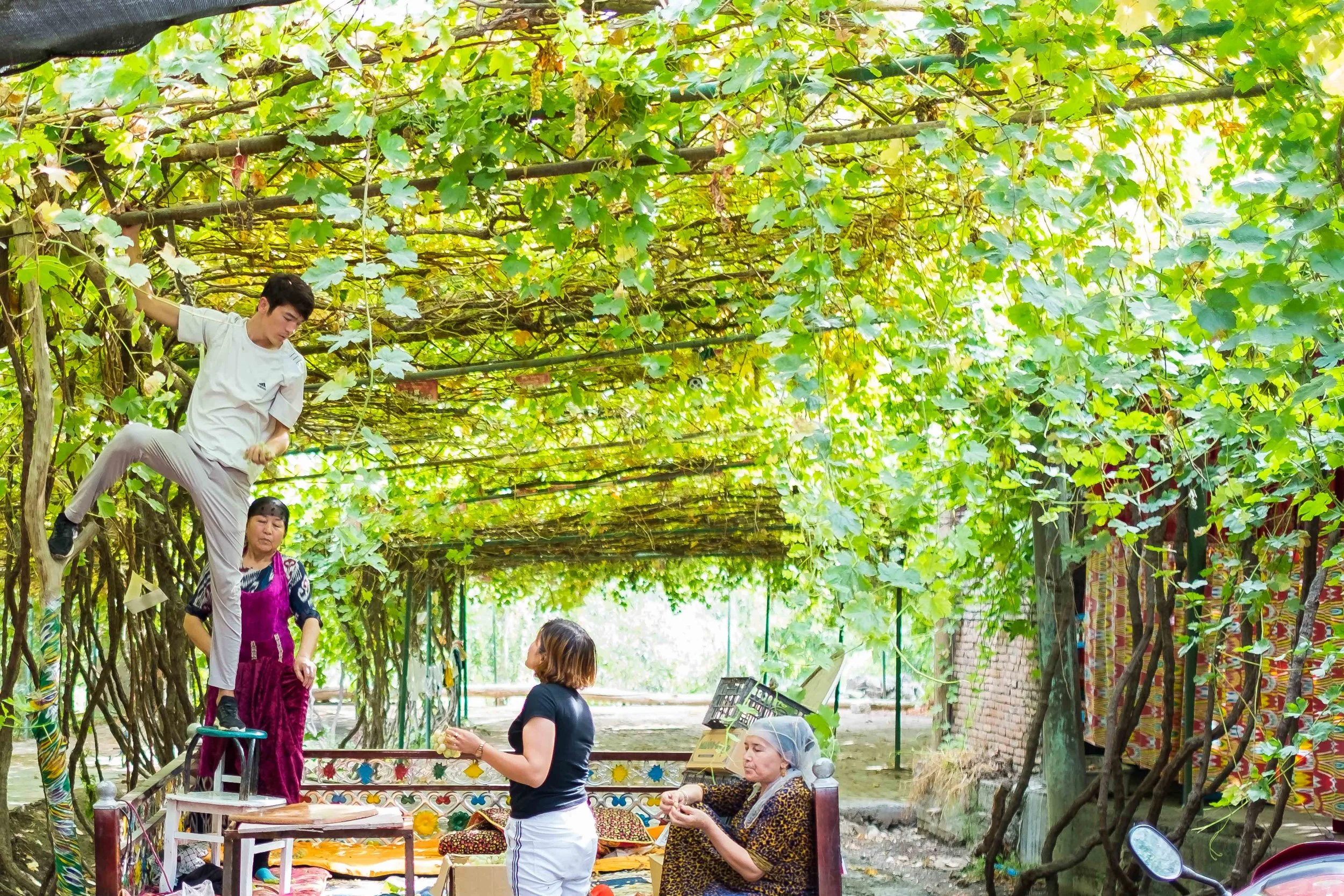 Farmer picking ripe grapes in Grape Valley