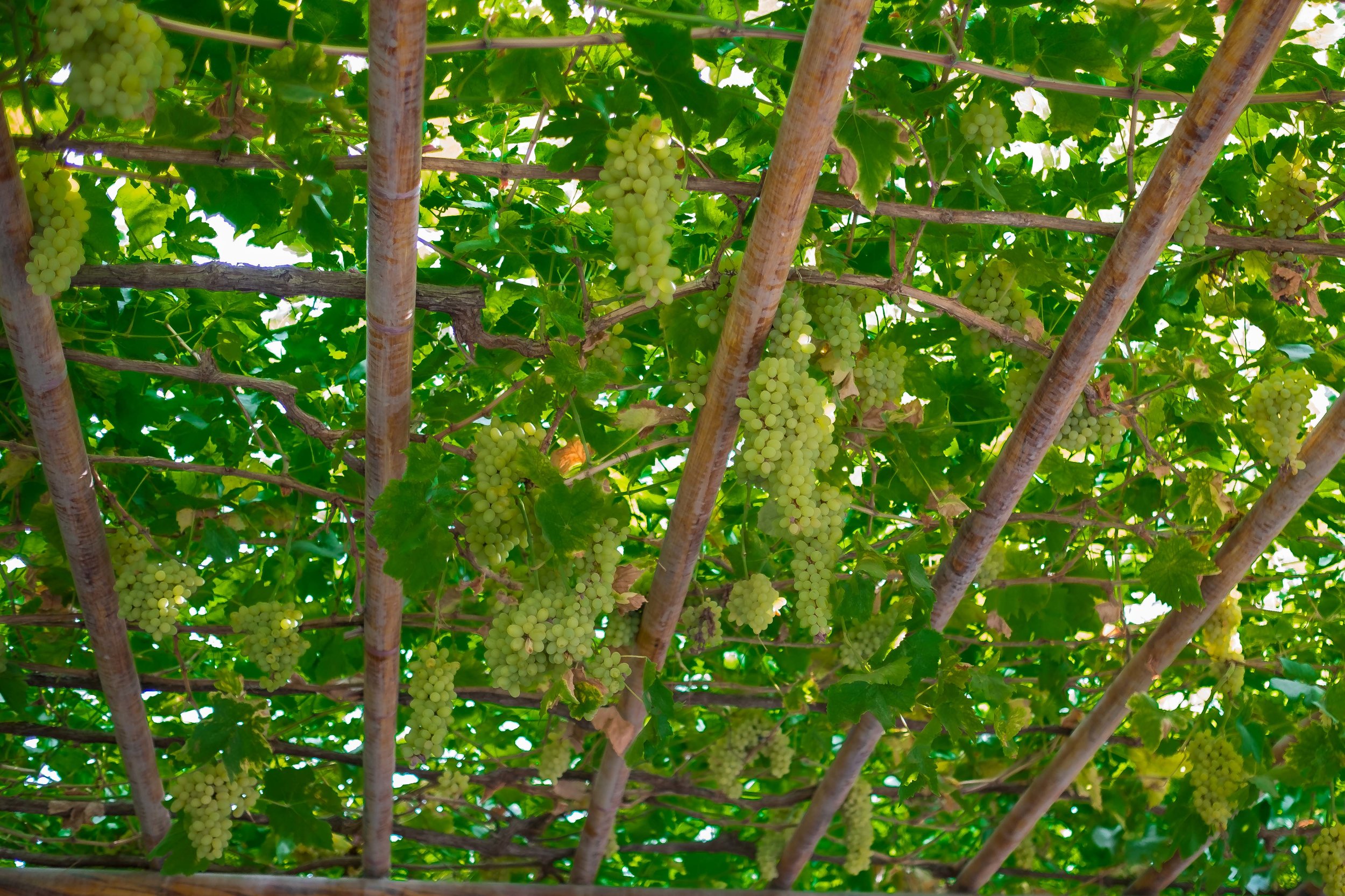 Grapes Grapes Grapes