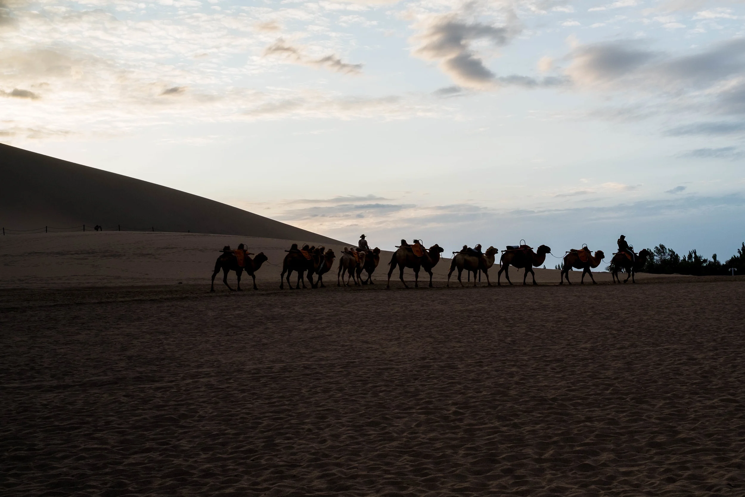 Camels are off in to the sunset