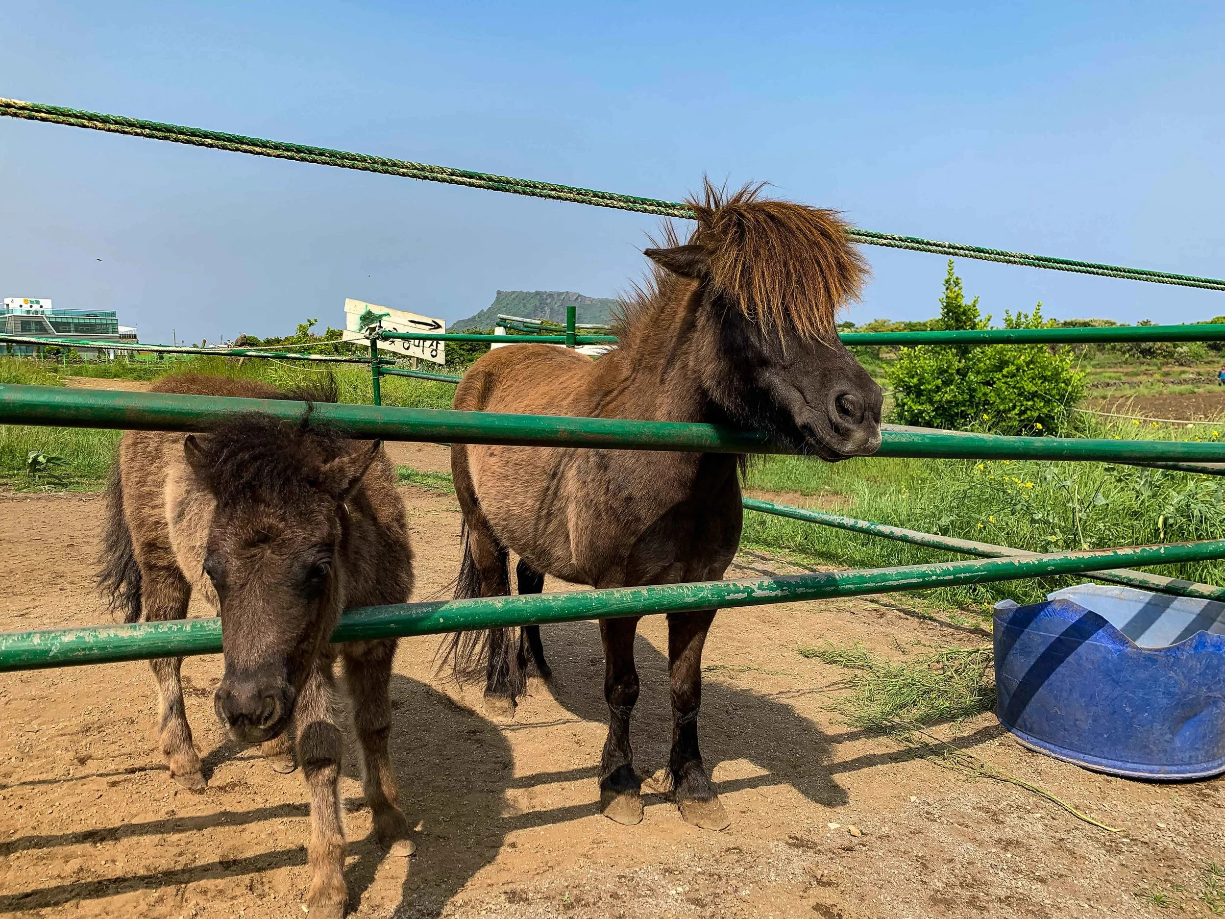 Giddy up horsey, that’s Winx’s daughter