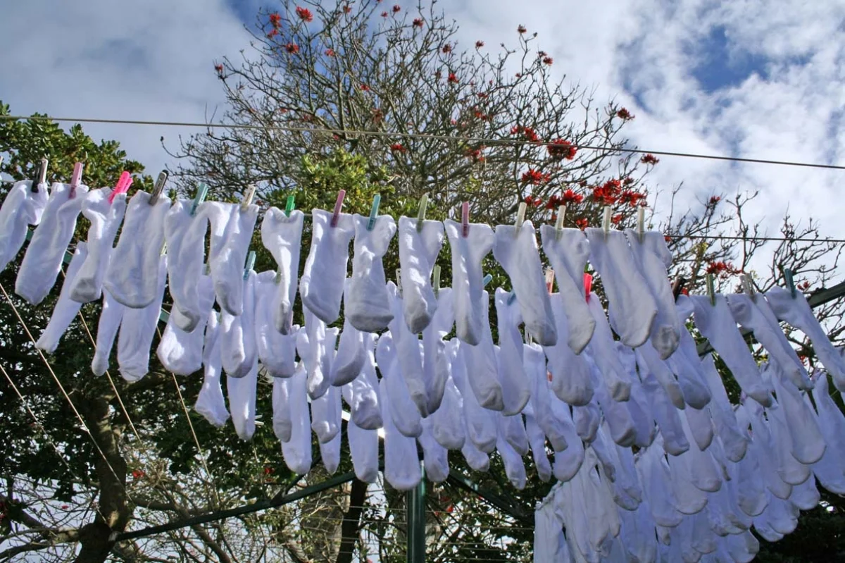 Socks for human smell collection