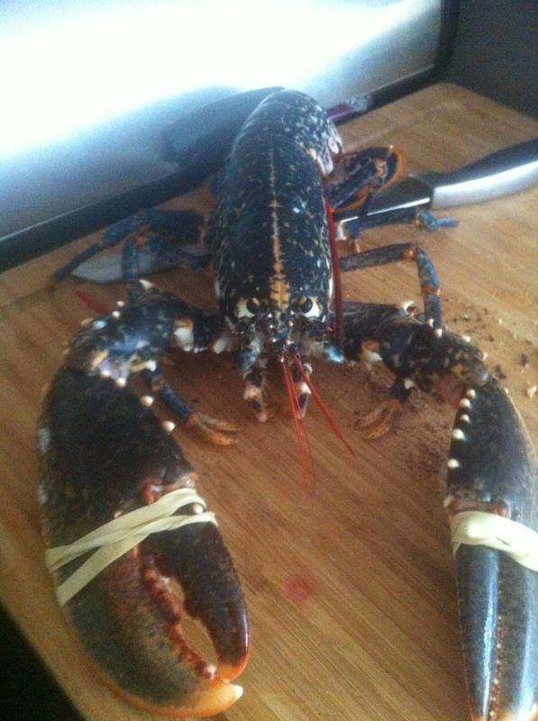 lobster.jpg