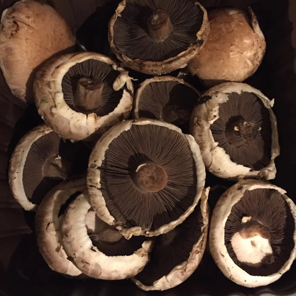mushrooms.jpg