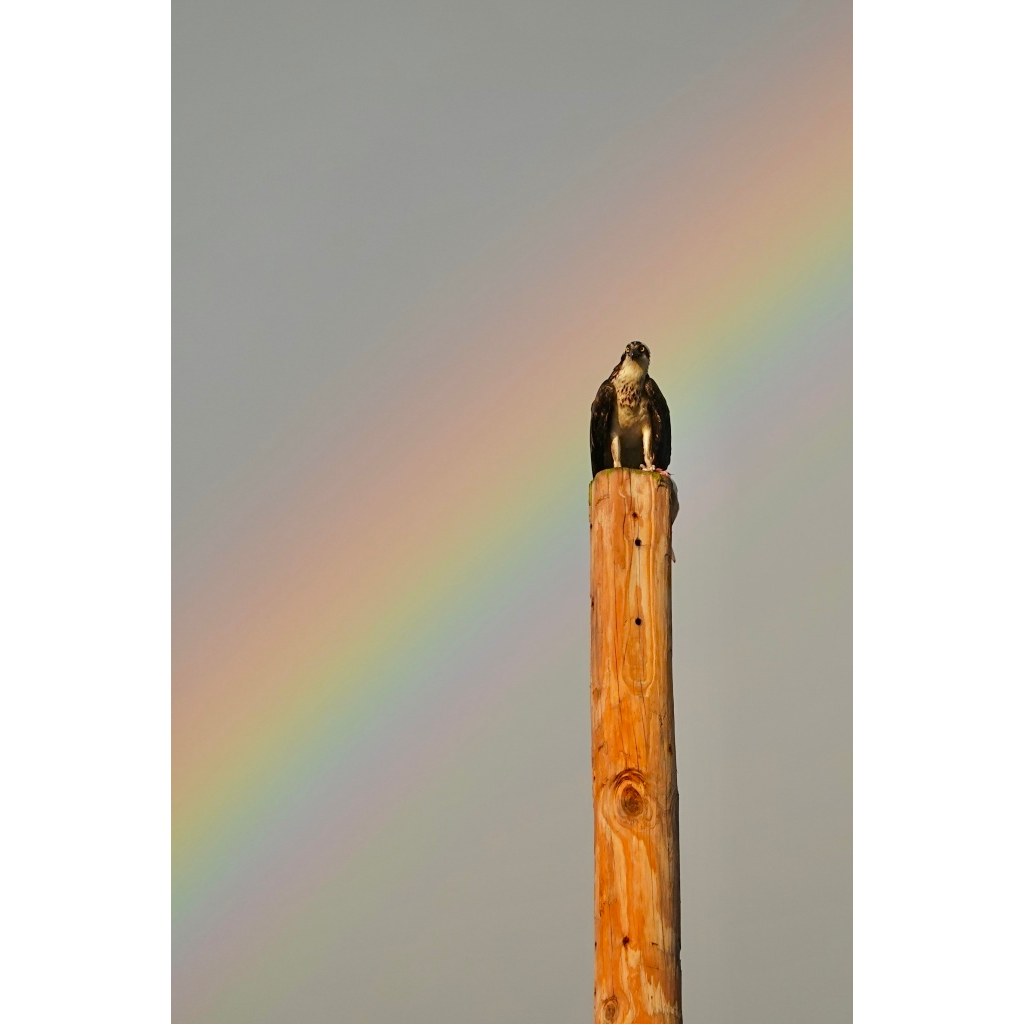 image_original_.png