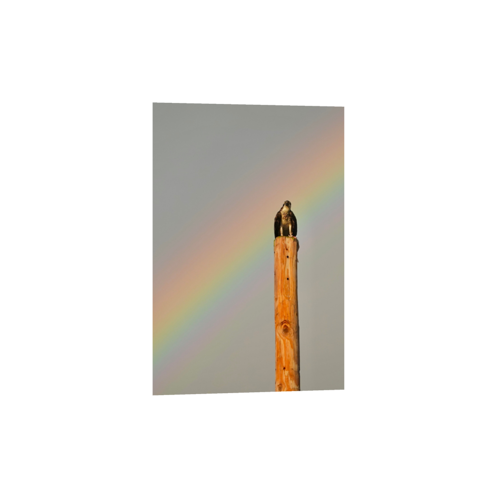 ptq_1_3_0_0_2267_3400_0_false_ffffff_0_0_.png