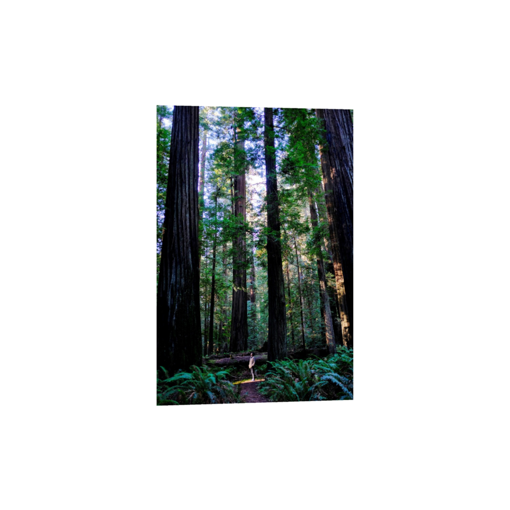 ptq_1_3_0_0_4000_6000_0_false_ffffff_0_0_.png