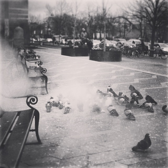 #copenhagen #pigeons know how to deal with the #cold - find a #steamvent - #igblackandwhite #insta_bwgramers
