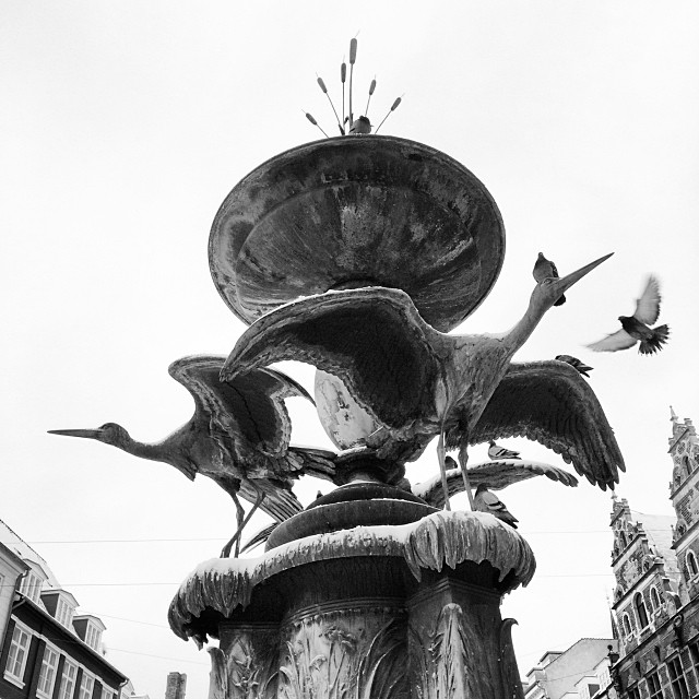 Surprised these #pigeons aren't #freezing to the statue #copenhagen #winter #snow