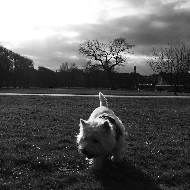 Marcy the #westie in #kongenshave ##copenhagen #insta_bwgramers #blackandwhite