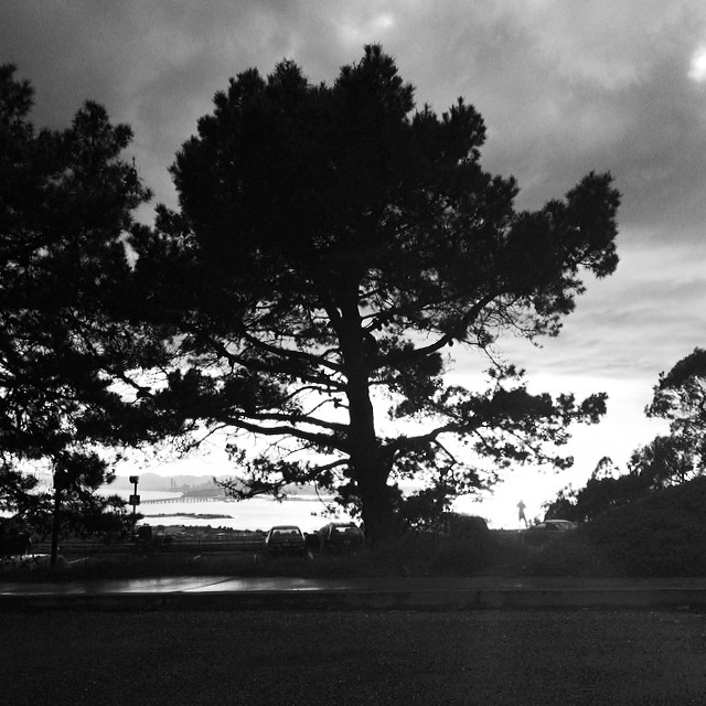 Everyone stopped to admire the #light this #evening - #trees #backlight #vista #shadow #blackandwhite #insta_bwgramers