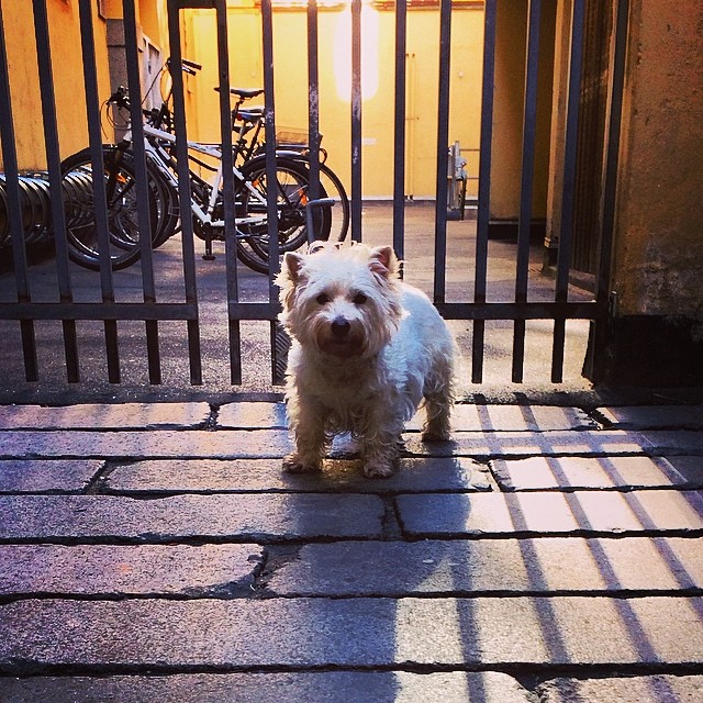 #marcy the #westie in the #gaard #copenhagen #courtyards