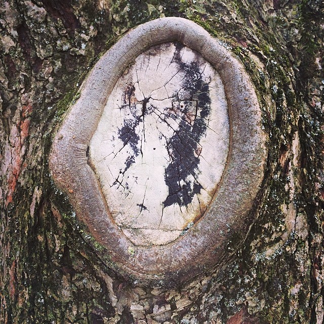 Tree spirit - very studio #Ghibli #iseefaces #pareidolia