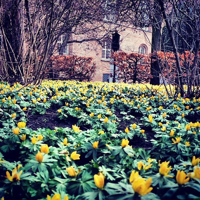 Lots of #celandines in #kongeligebibliotekshavet #copenhagen