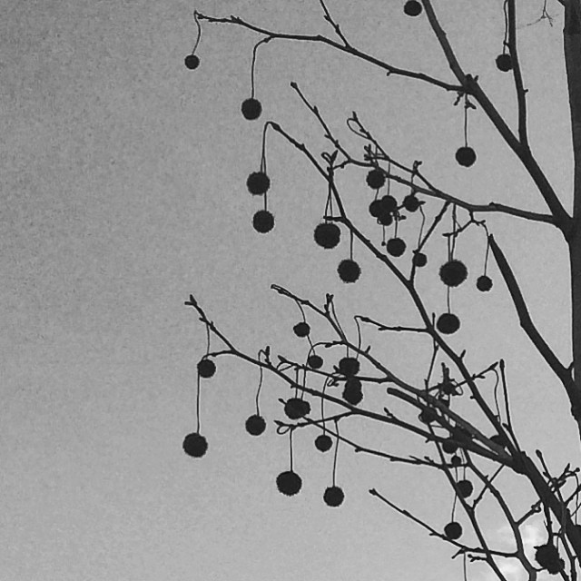 These are not baubles - #trees #copenhagen #torvhallen