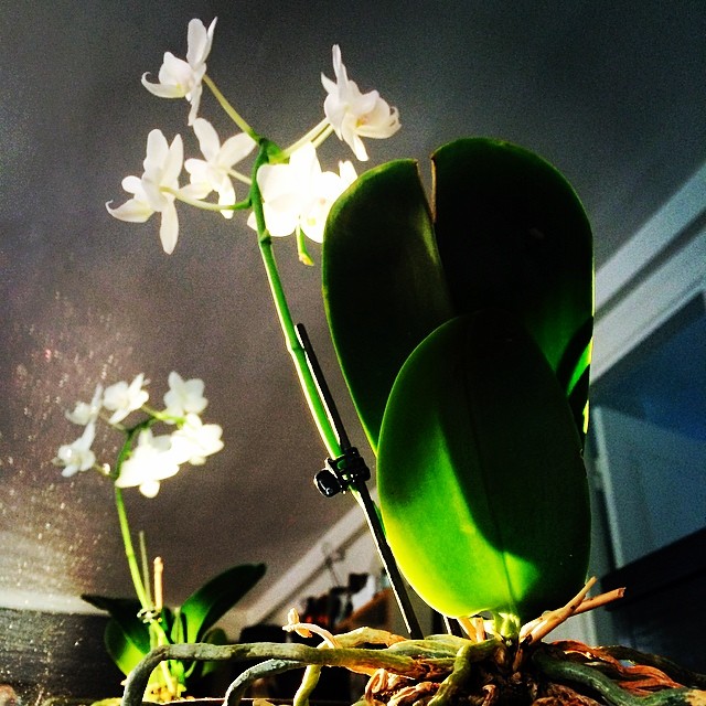 #white #dwarforchid in the evening #sunlight - obligatory for interiors in #copenhagen