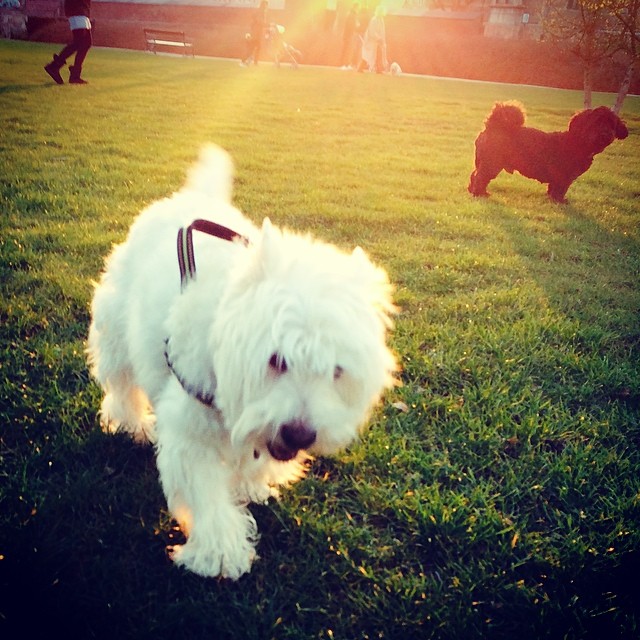 #moomin the #westie and pal in #kongenshave #copenhagen #sunlight