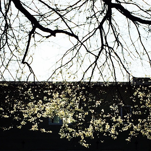 #blossom #spring #copenhagen