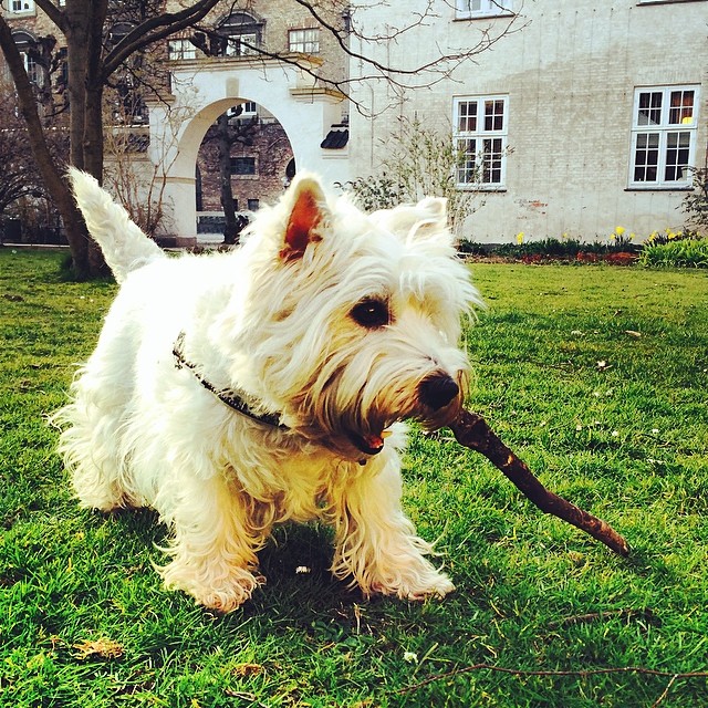 Marcy the #westie enjoying a stick in #kongeligebibliotekshave #copenhagen