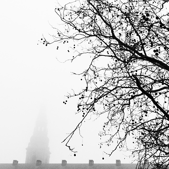 Grey day in #copenhagen - #tree #christiansborg #blackandwhite