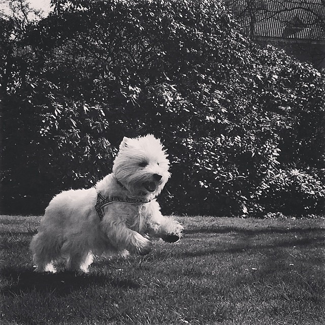 #flying #moomin - #westie #copenhagen #kongeligebibliotekshave