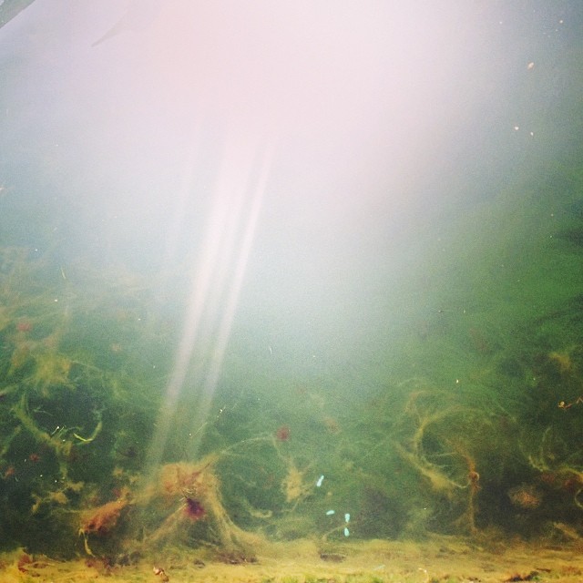 Careful, there's #seamonsters down there - #fredrikscanal #christiansborg #copenhagen #light #water #weed