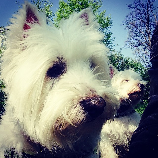 #moomin and #Marcy lapping up the #sun in #ørestedparken #copenhagen