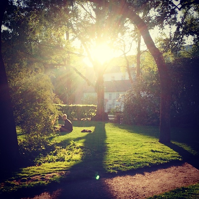 Late #evening #sun in #kongeligebibliotekshave #copenhagen