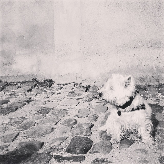 #marcy the #westie facing into the #breeze at #christiansborg #copenhagen - #blackandwhite #instadogs