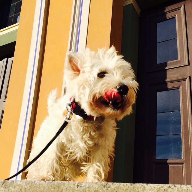 And it was #delicious - #westie #torvaldsensmuseum #christiansborg #copenhagen