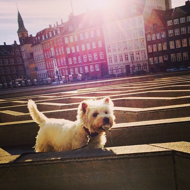 #marcy the #westie discovers something interesting whilst exploring the #fountain #maze at #torvaldsensmuseum #christiansborg #copenhagen