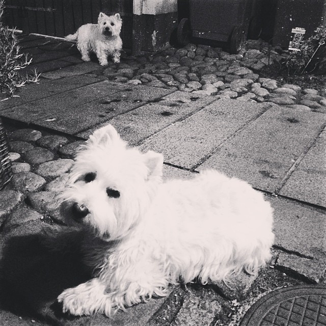 Night time relaxing in the #gaard for #MOOMIN and #Marcy , the #westies - #summer in #copenhagen #blackandwhite #westiegram