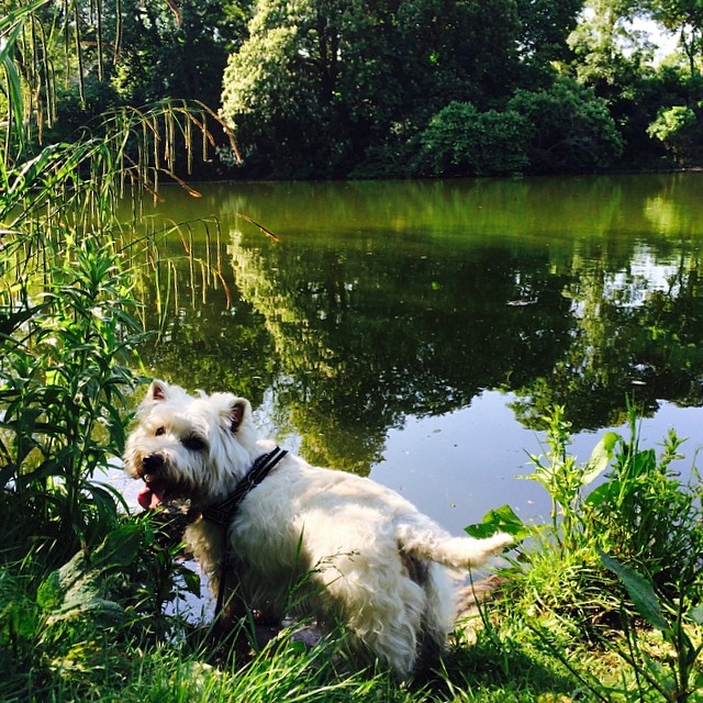 #marcy the #westie considers going for a swim, but thinks better of it - #ørstedspark #copenhagen