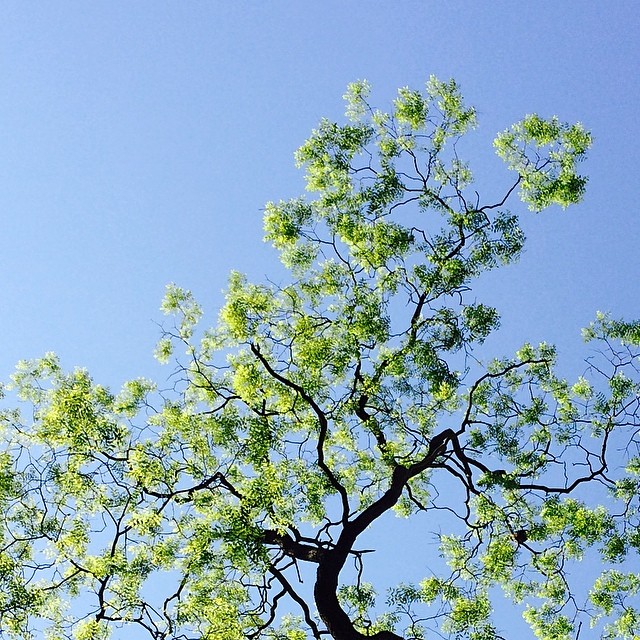 #locusttree in #ørstedspark #copenhagen