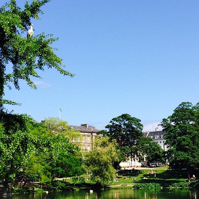 Beware the #heron #overlords - #ørstedspark #copenhagen