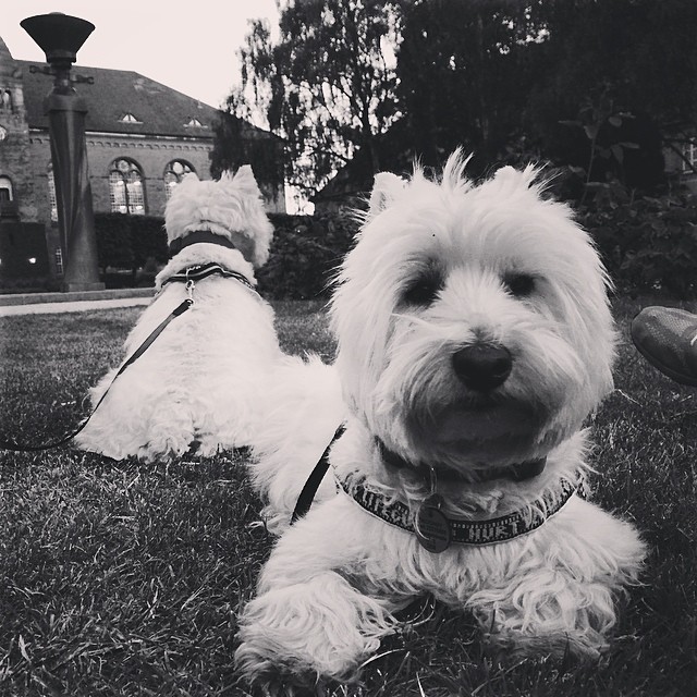 #moomin and #marcy the #westies enjoying the last of the day in #kongeligebibliotekshave #copenhagen