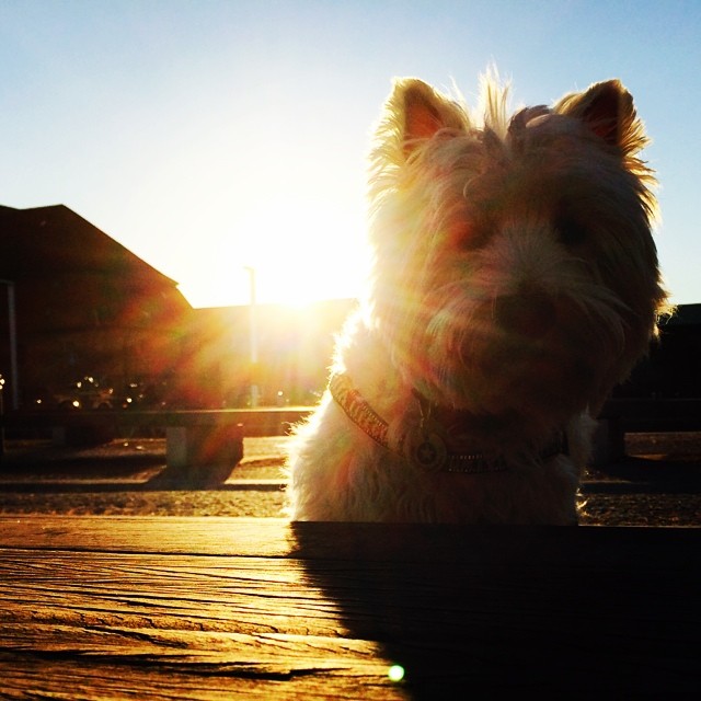 #moomin #sunkissed on the #docks - #copenhagen