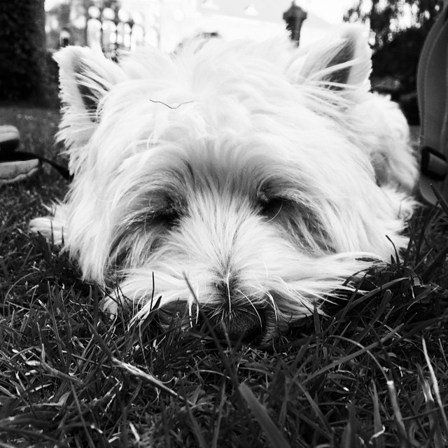 #moomin the #westie #snoozing into th